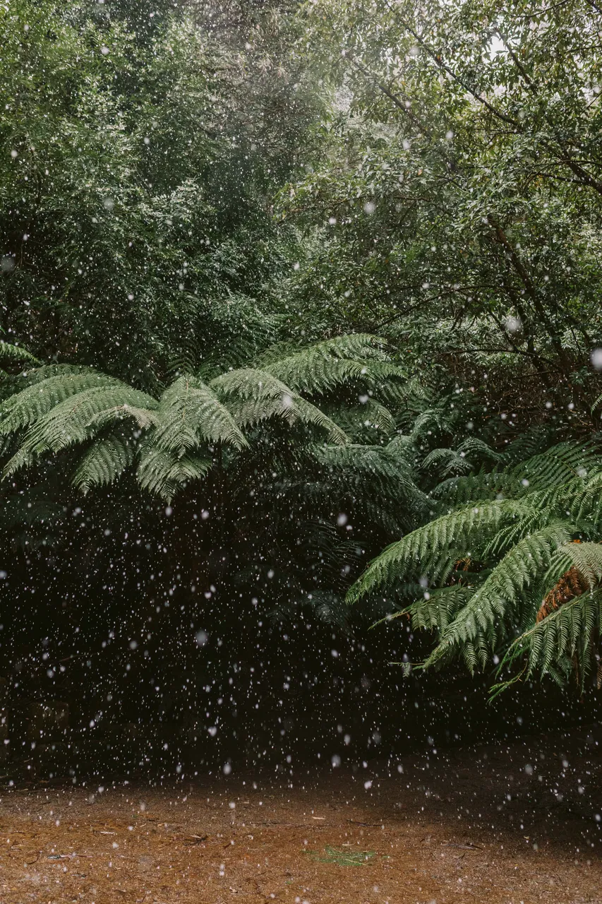 Trees in the Snow