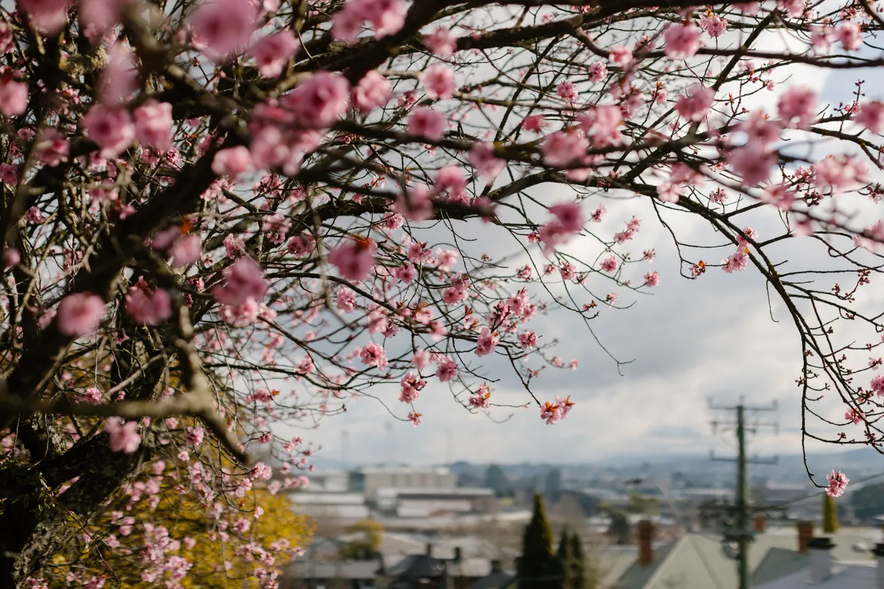 Pink Blossom Streetscape