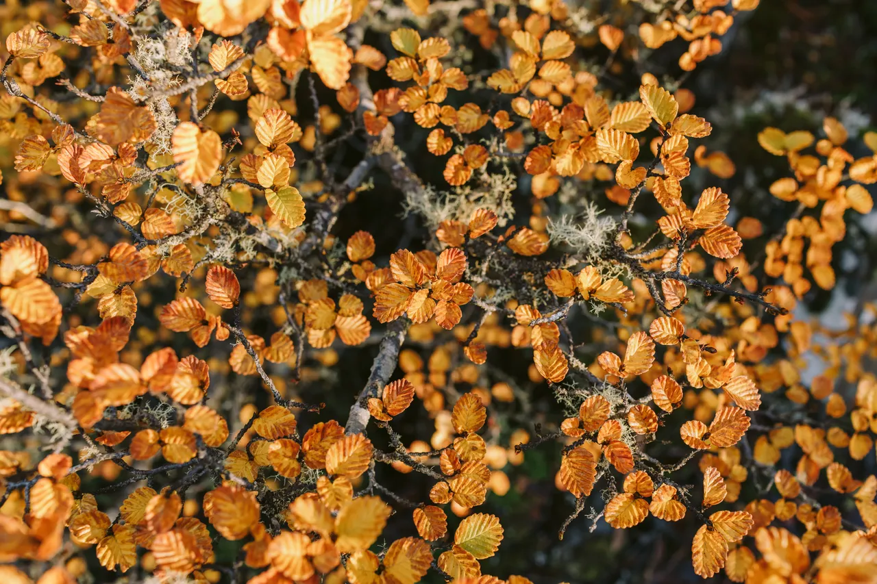 Orange Fagus at Mount Field