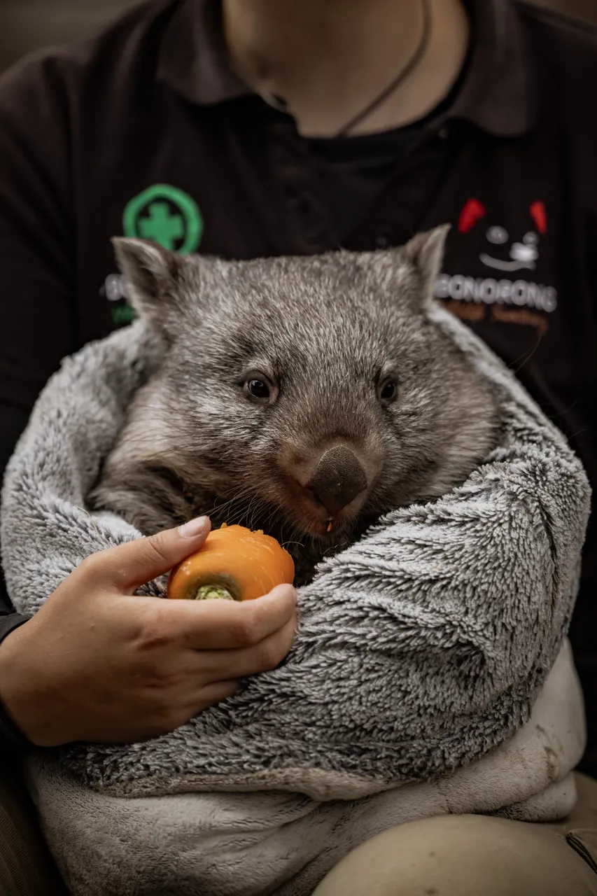 Wombat at Bonorong Wildlife Sanctuary