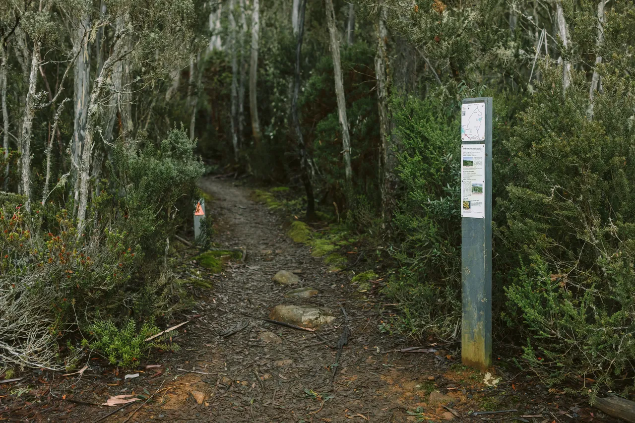 Mount Field Walking Track