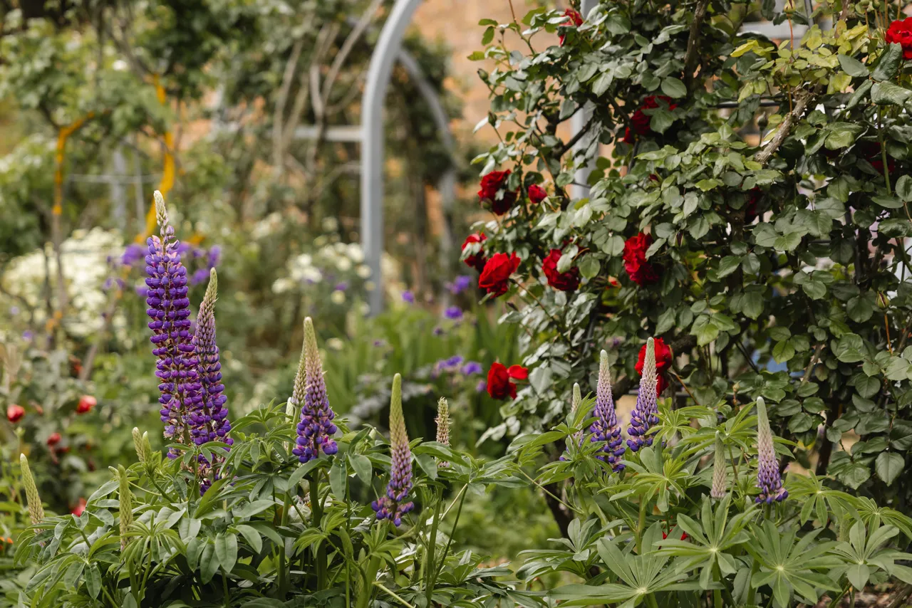 Flowers at the Royal Tasmanian Botanical Gardens