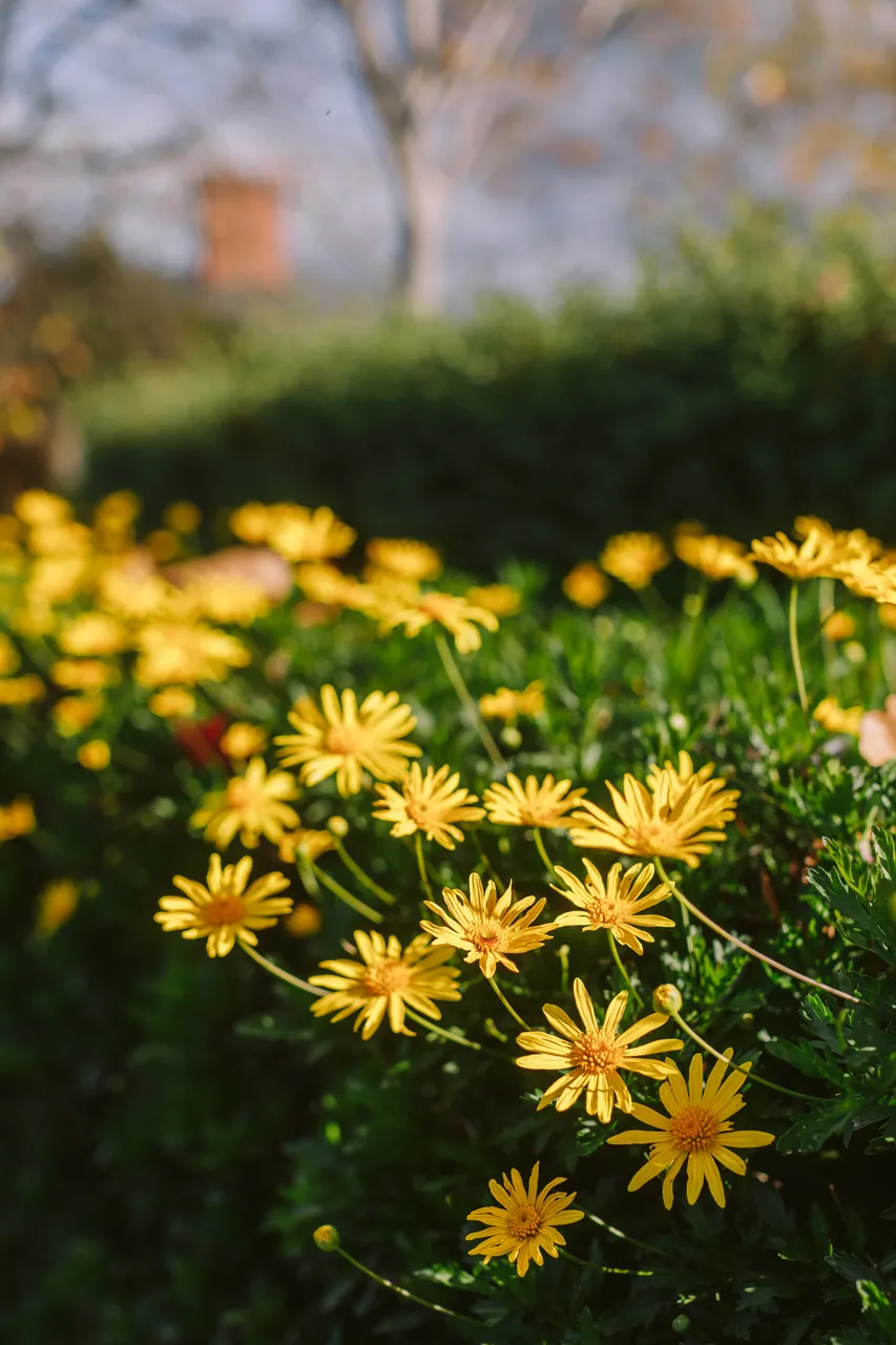 Yellow Daisies