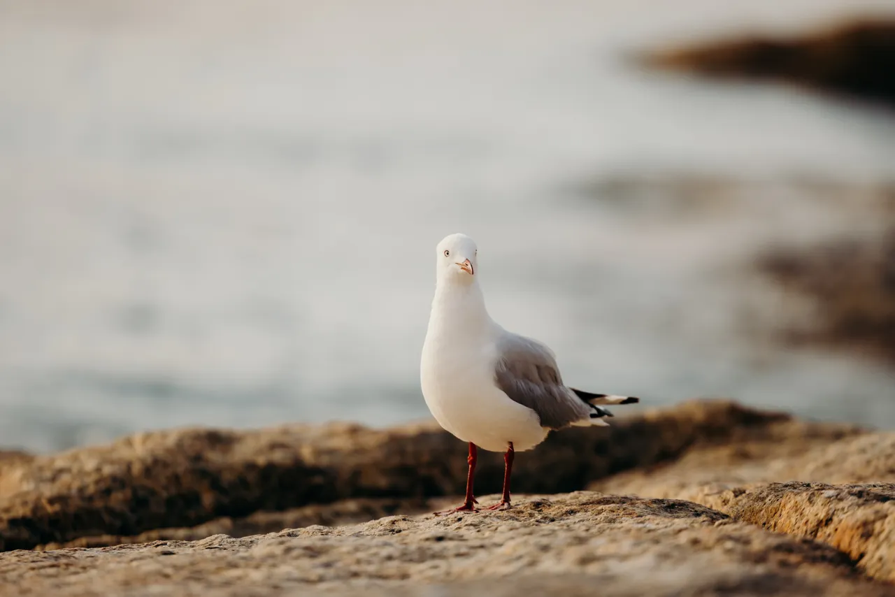 Seagull