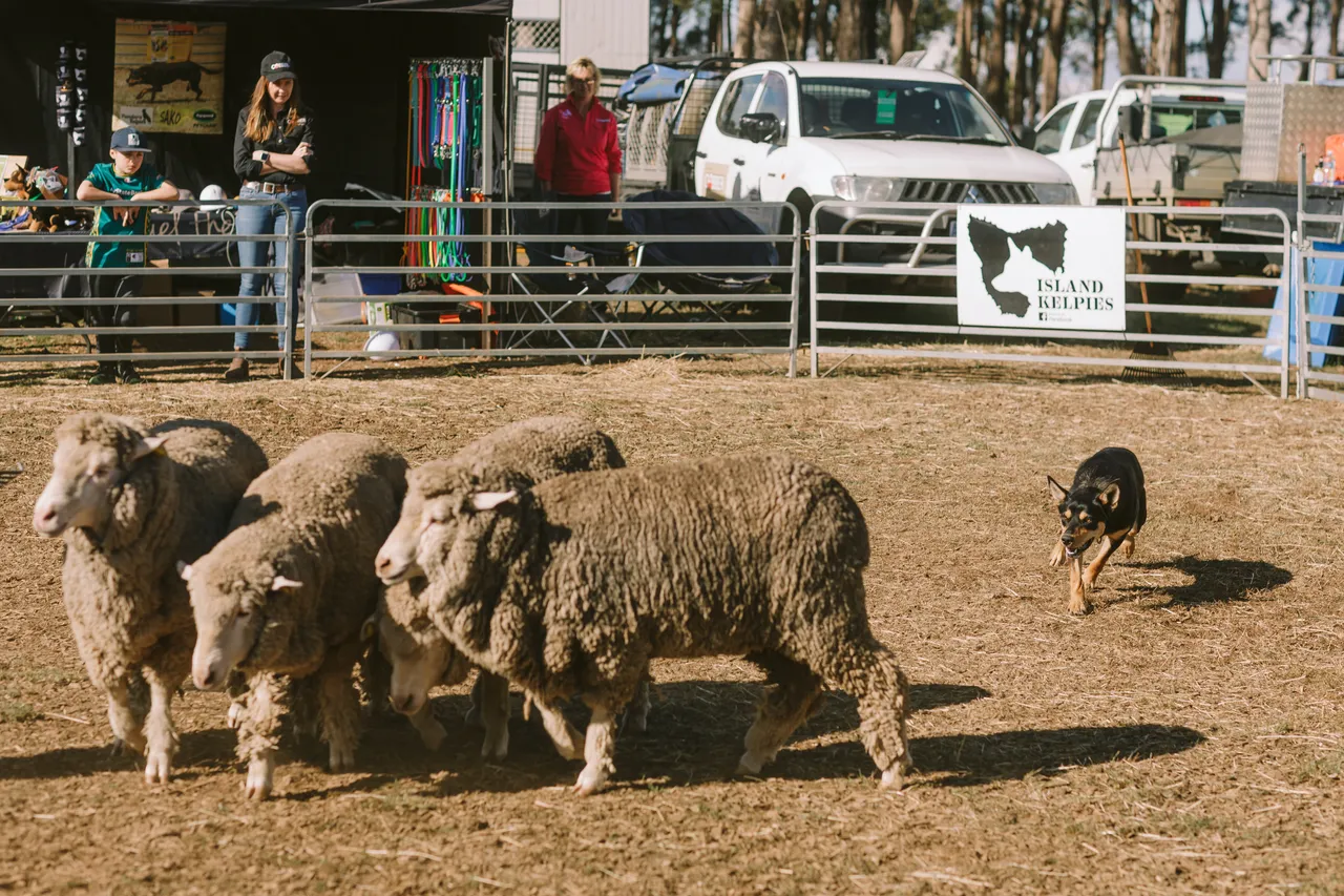 Mustering Sheep