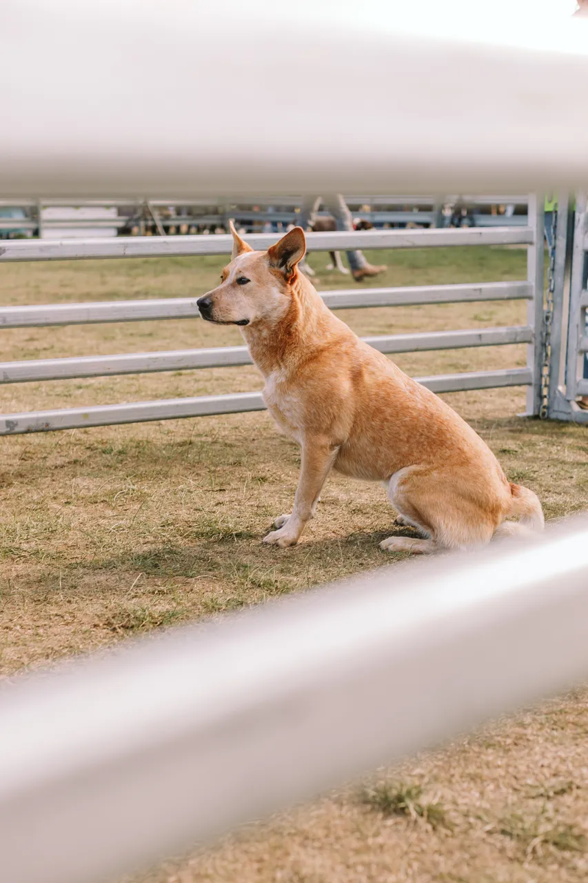 Dog at Agfest