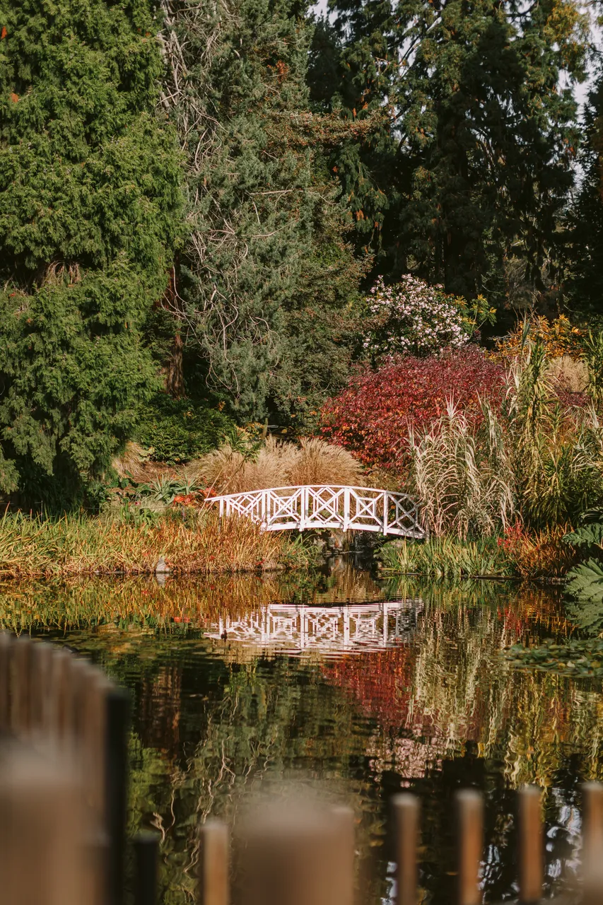 Pond at the Royal Tasmanian Botanical Gardens