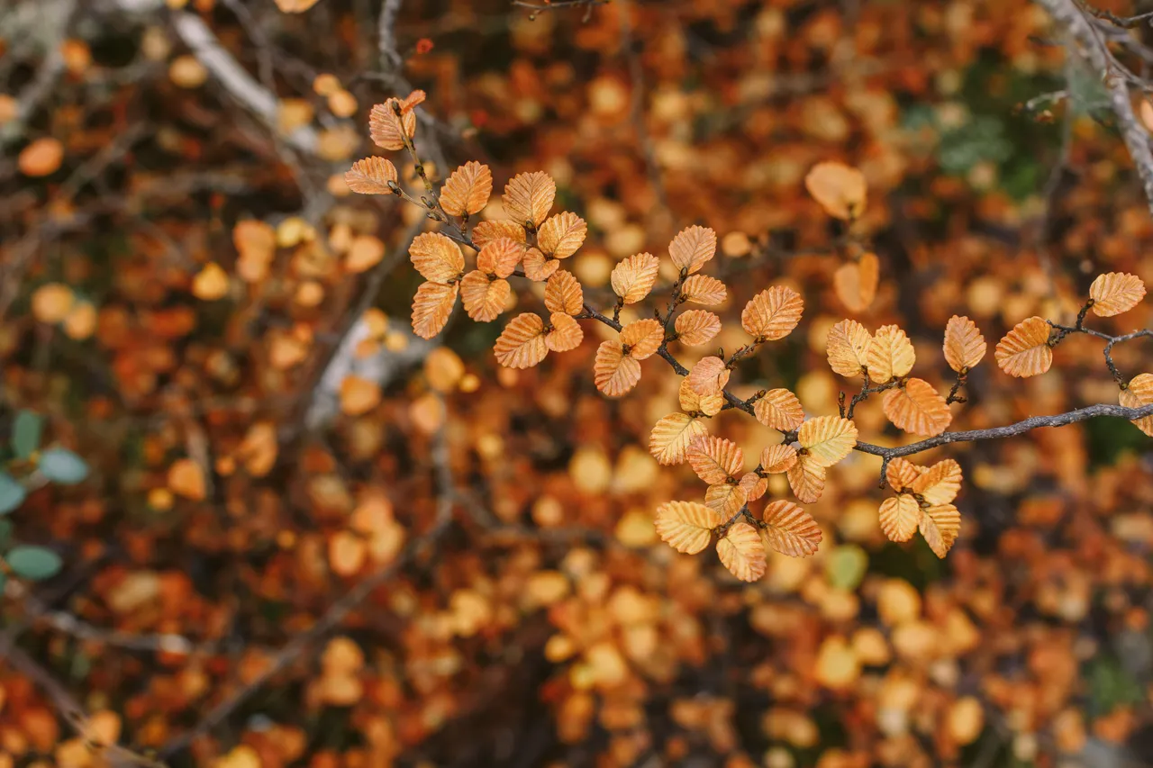 Orange Fagus at Mount Field