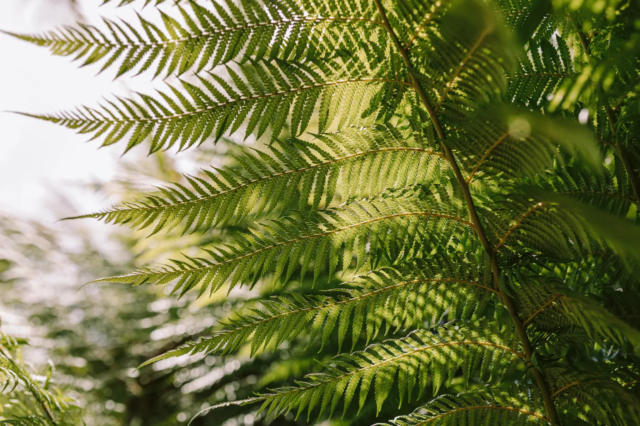 Fern Leaves