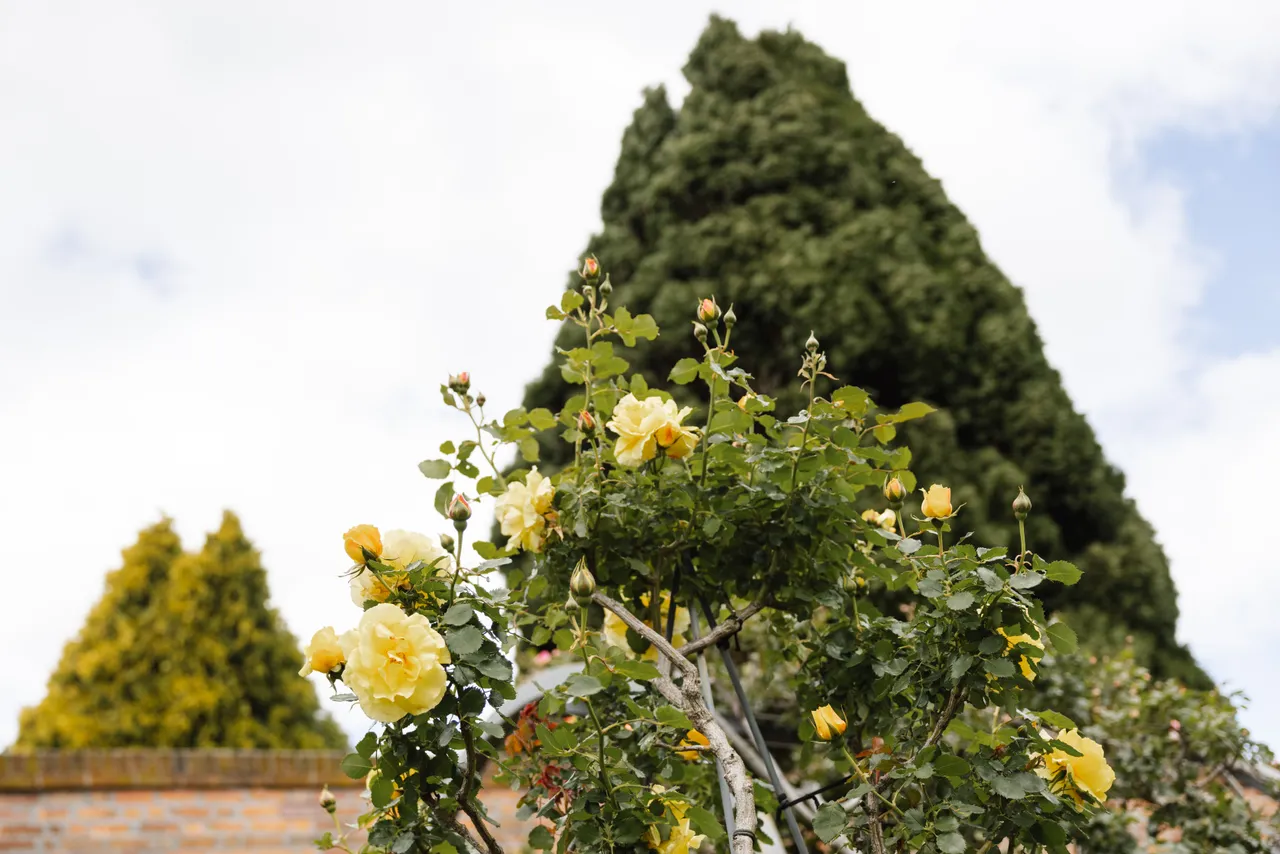 Yellow Flowers in Bloom