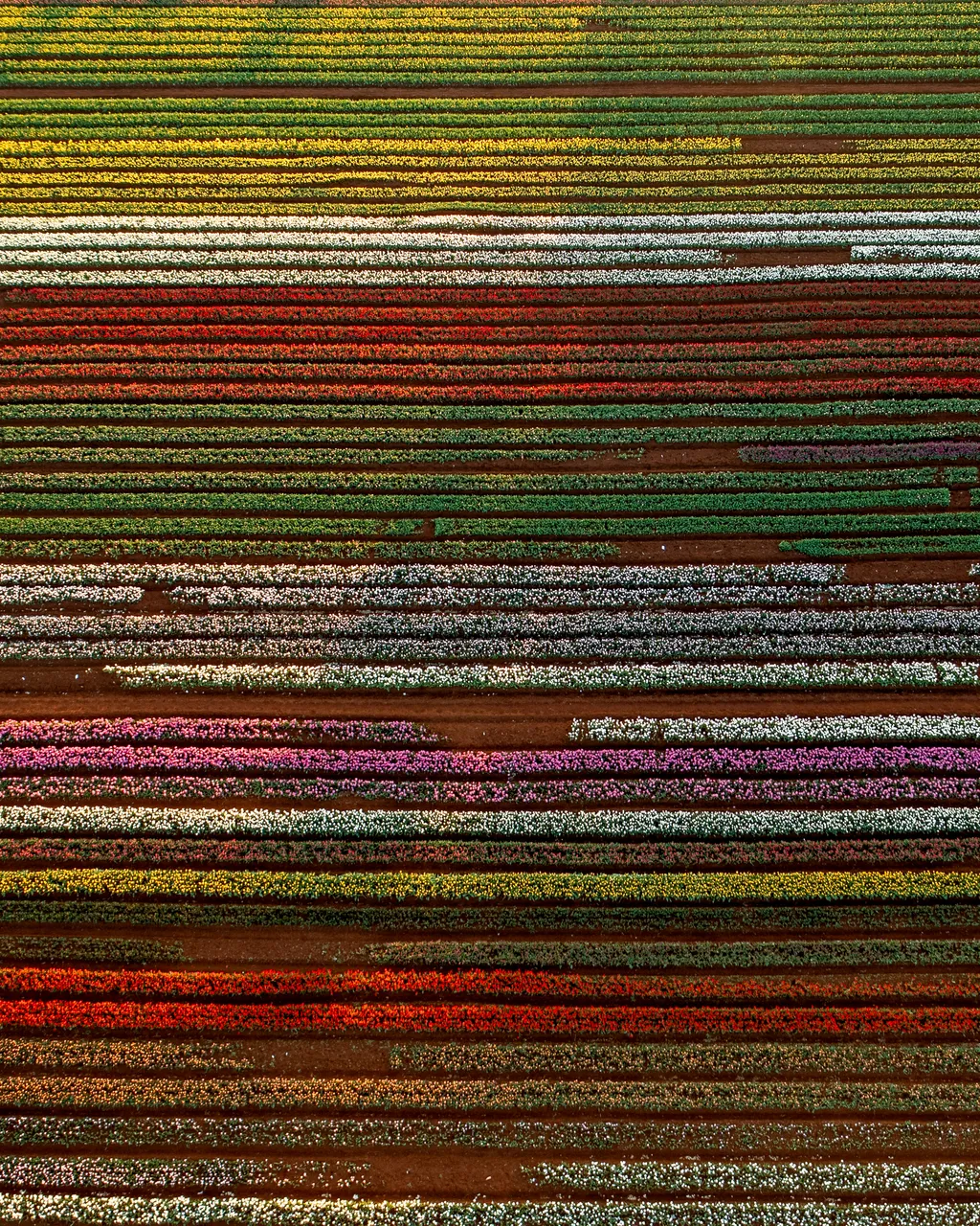 Table Cape Tulip Farm