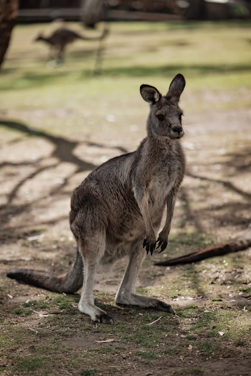Kangaroo at Bonorong Wildlife Sanctuary