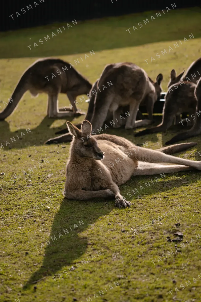 Eastern Grey Kangaroos