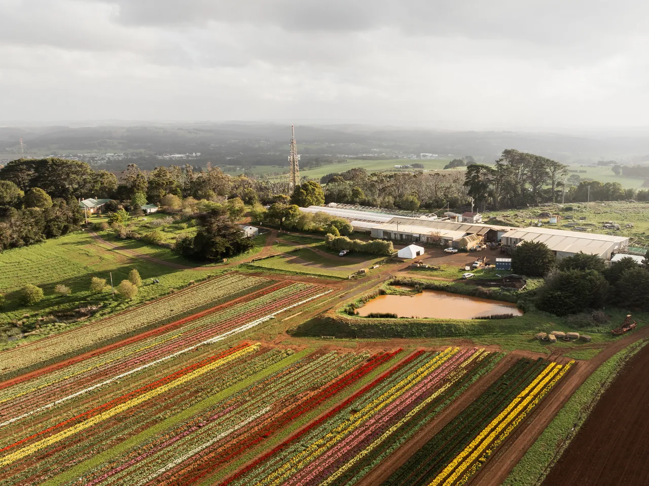 Table Cape Tulip Farm
