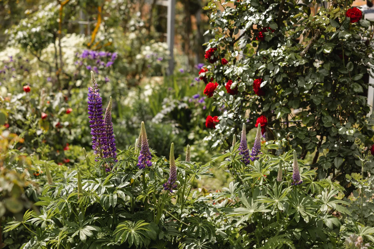 Flowers at the Royal Tasmanian Botanical Gardens