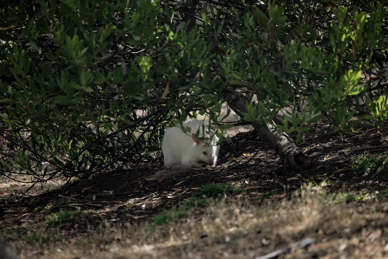 White Pademelon at Bonorong Wildlife Sanctuary