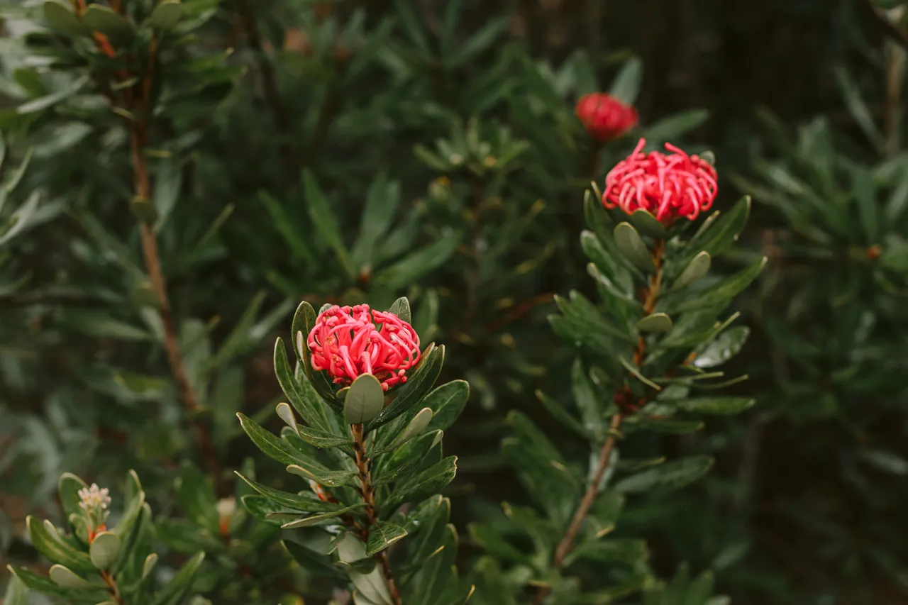 Tasmanian Waratah in Bloom