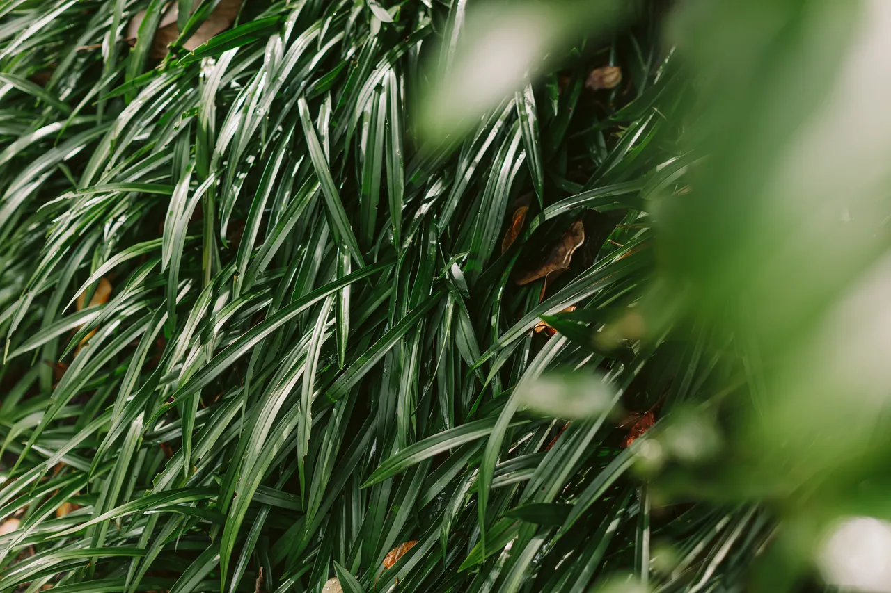 Foliage at the Royal Tasmanian Botanical Gardens