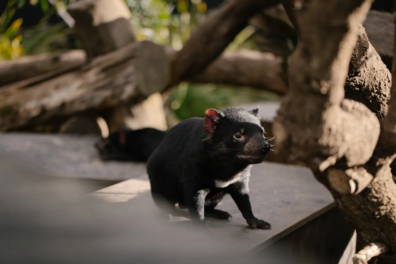 Tasmanian Devil