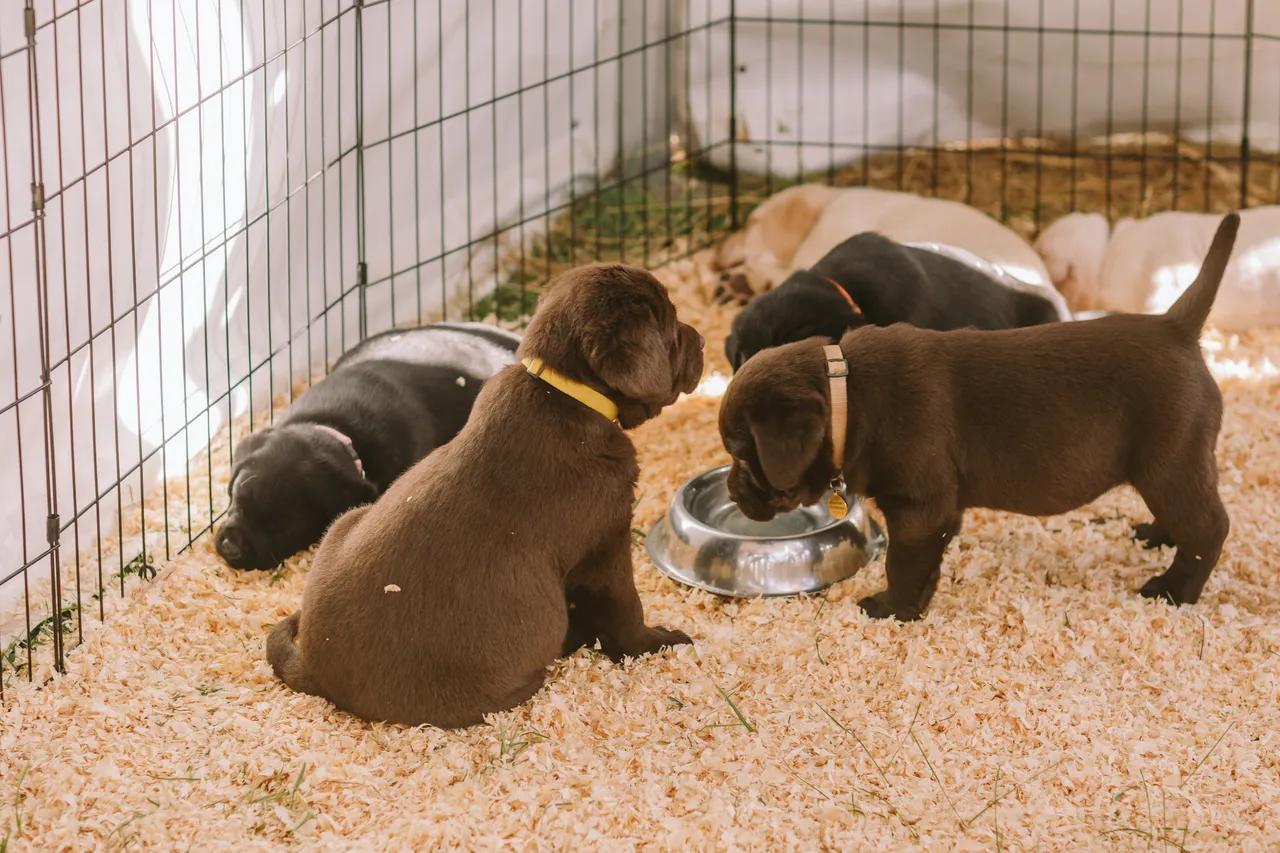 Puppies at Agfest