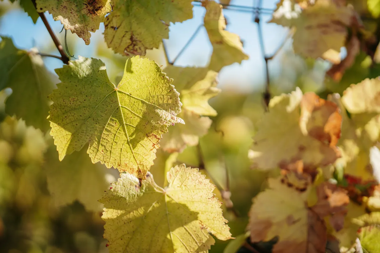 Grapevine at Utzinger Wines