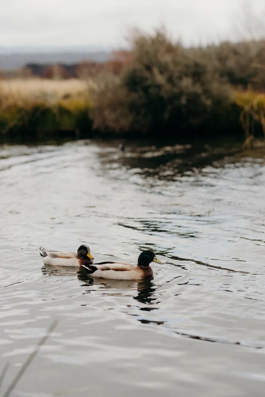 Ducks