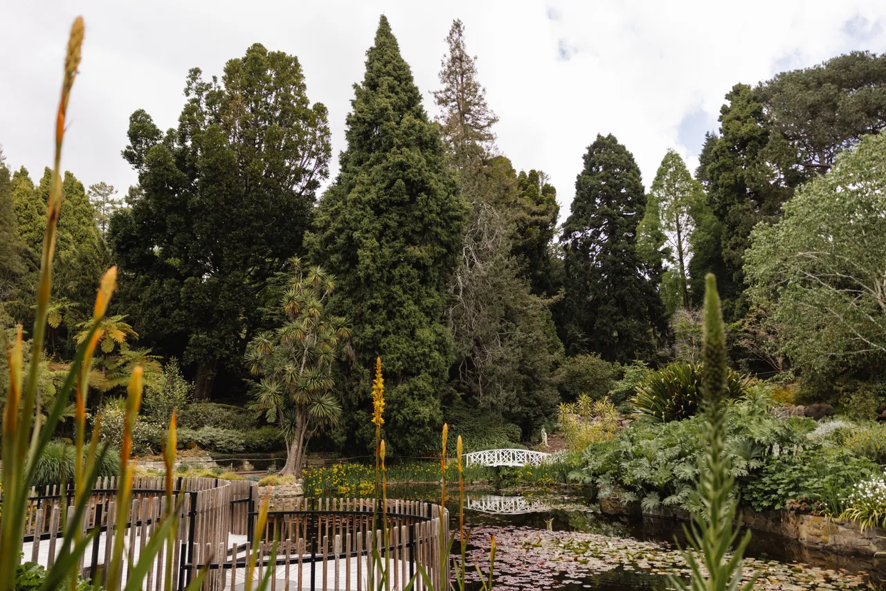 Pond at the Royal Tasmanian Botanical Gardens