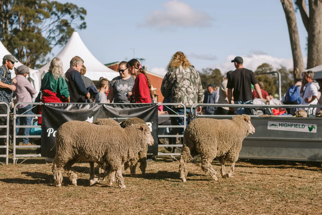 Sheep at Agfest