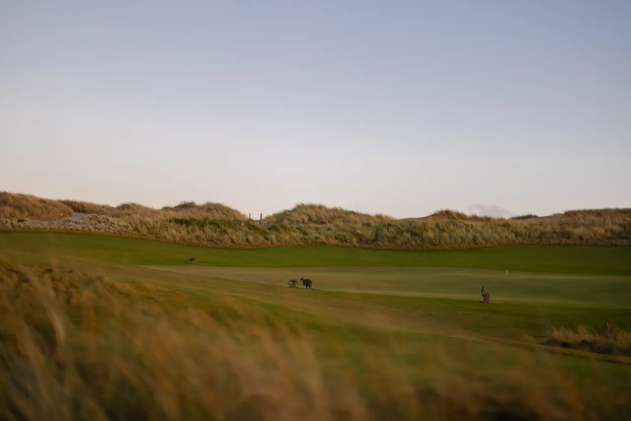 Wallabies on Ocean Dunes Golf Course