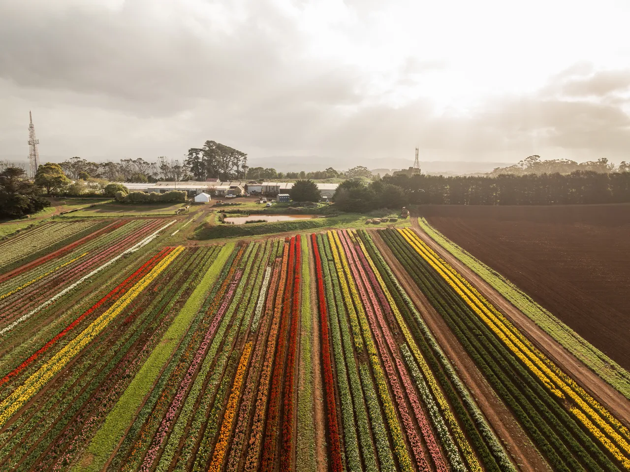 Table Cape Tulip Farm