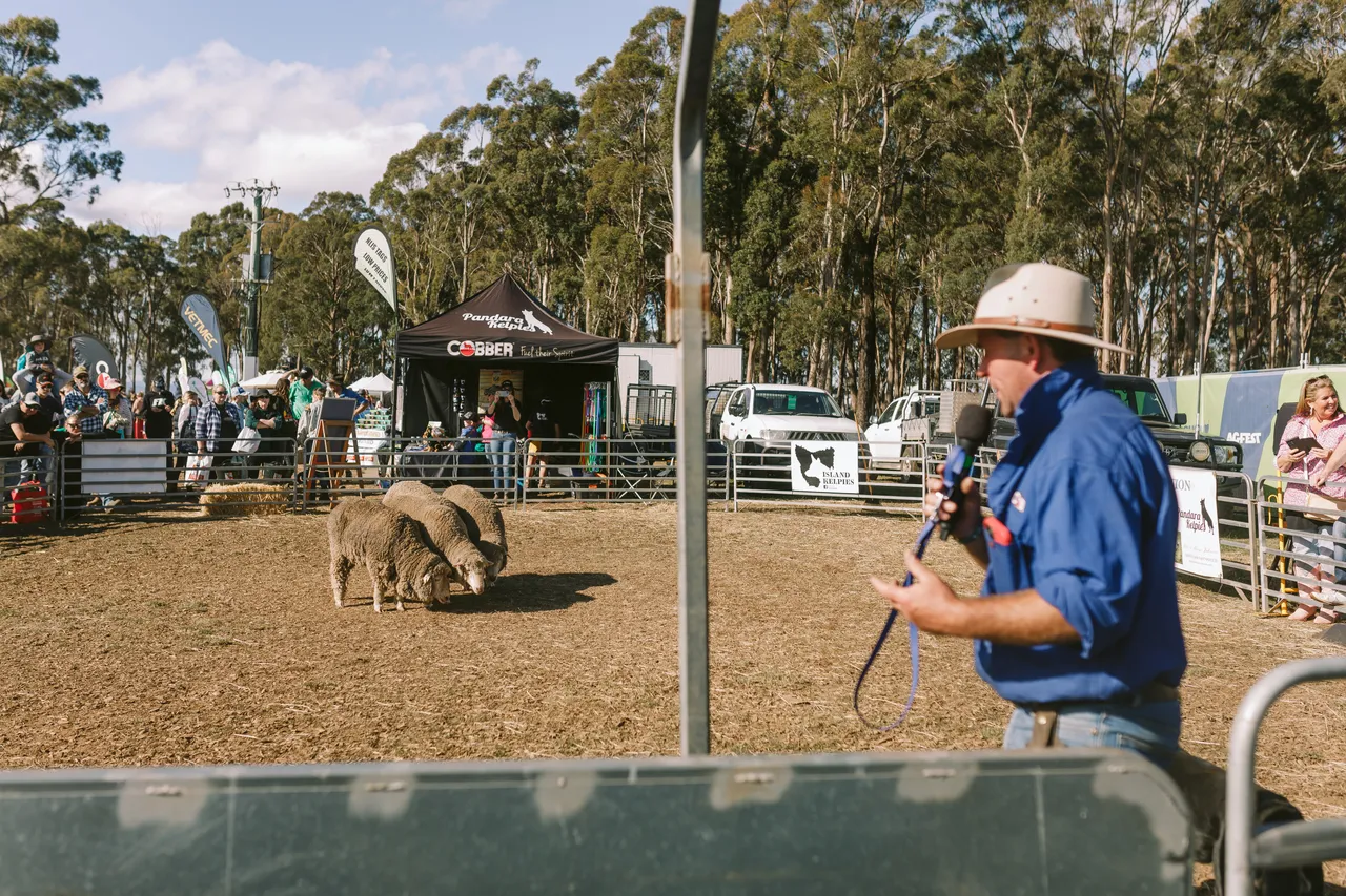 Mustering Sheep at Agfest
