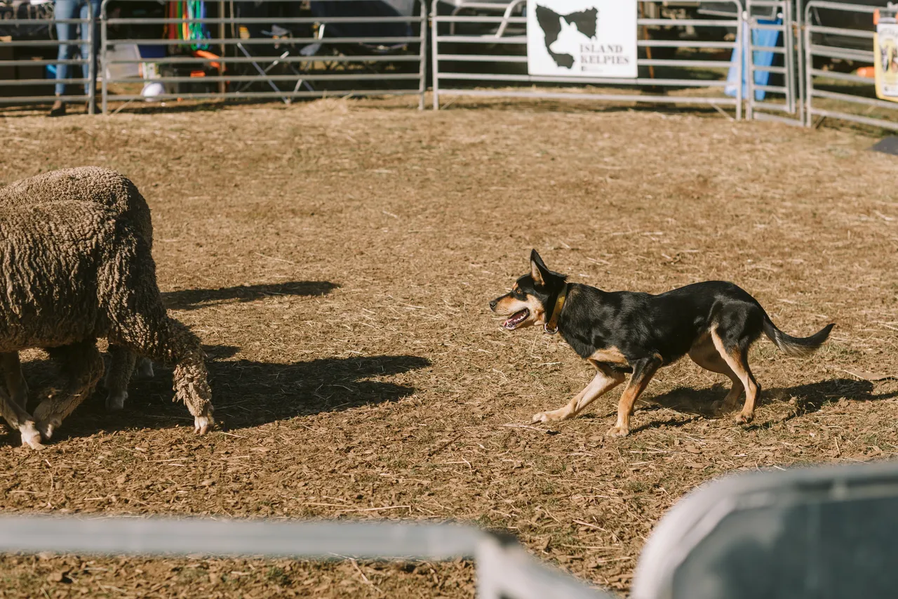 Mustering Sheep at Agfest