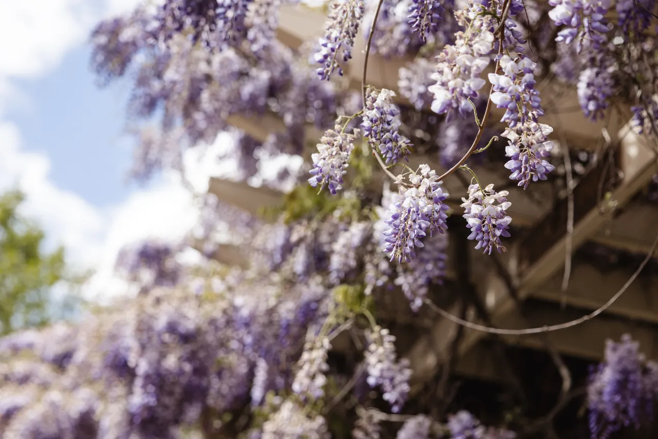 Wisteria in Bloom