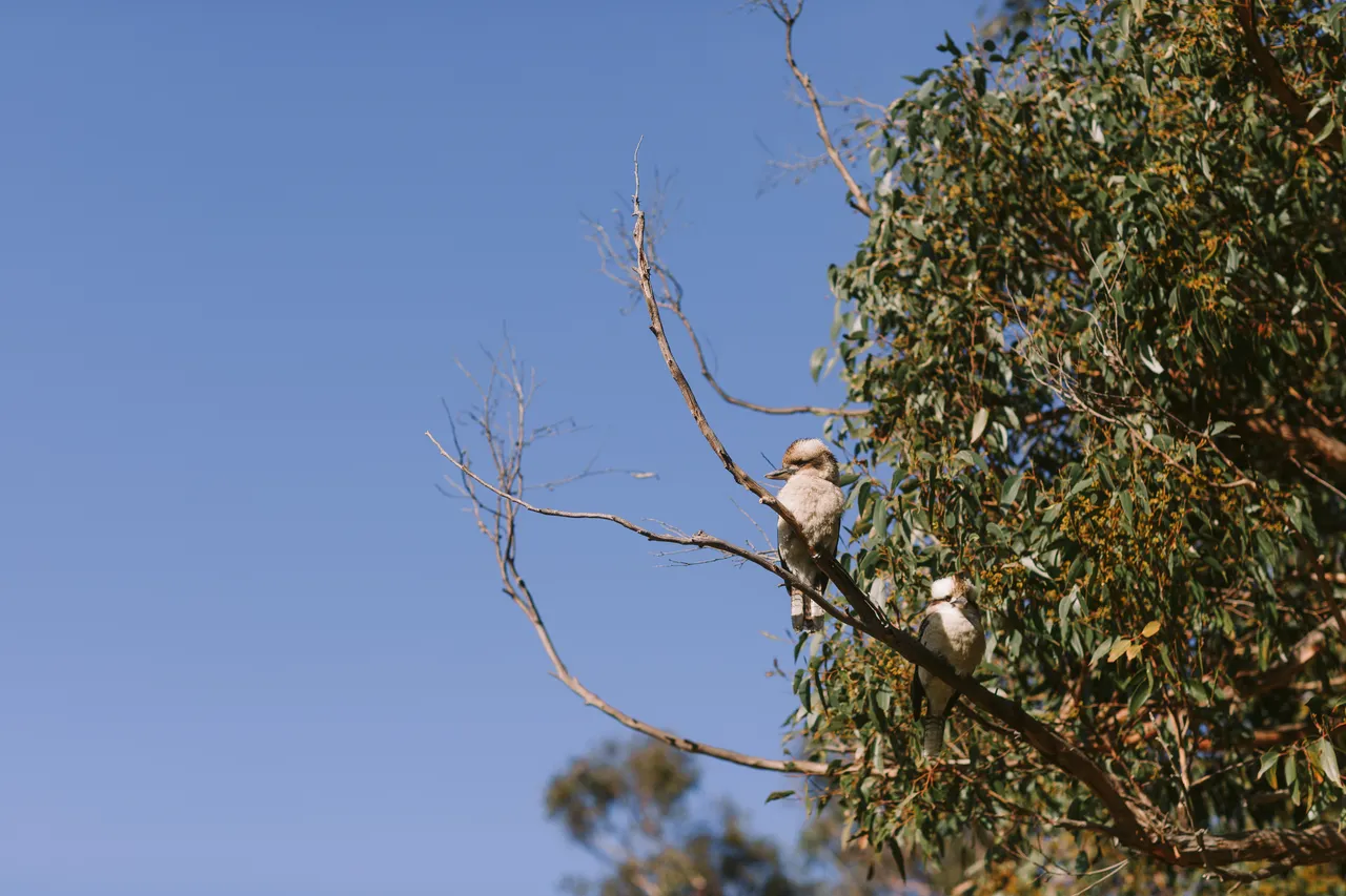 Kookaburras in Gum Tree