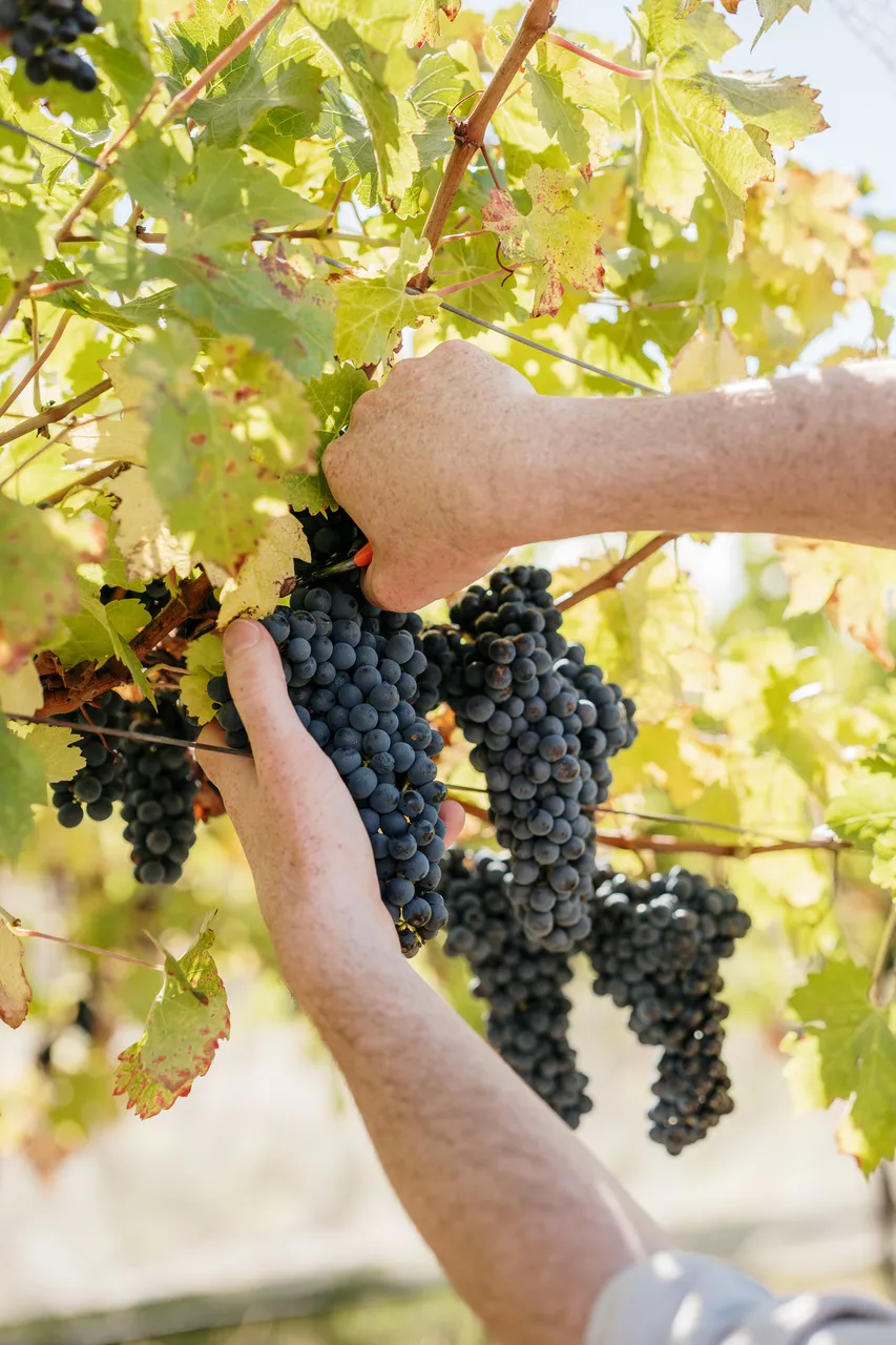 Pinot Noir Grapes at Evenfall Winery