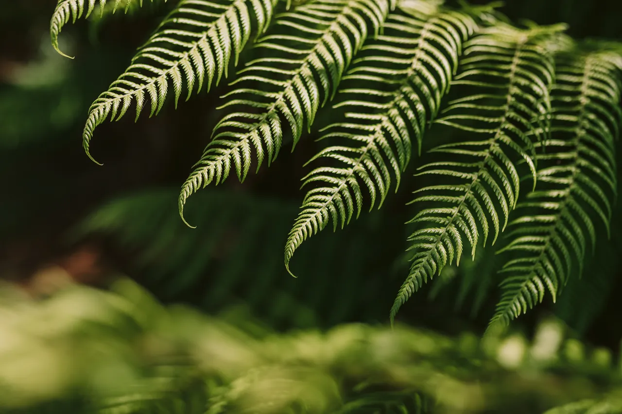 Fern Leaves