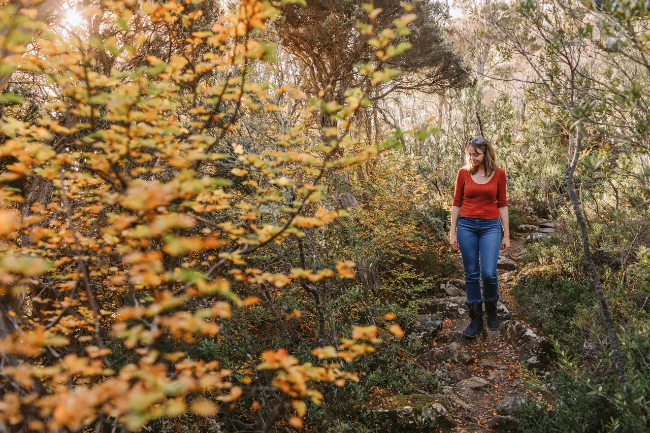 Person Walking Through Fagus