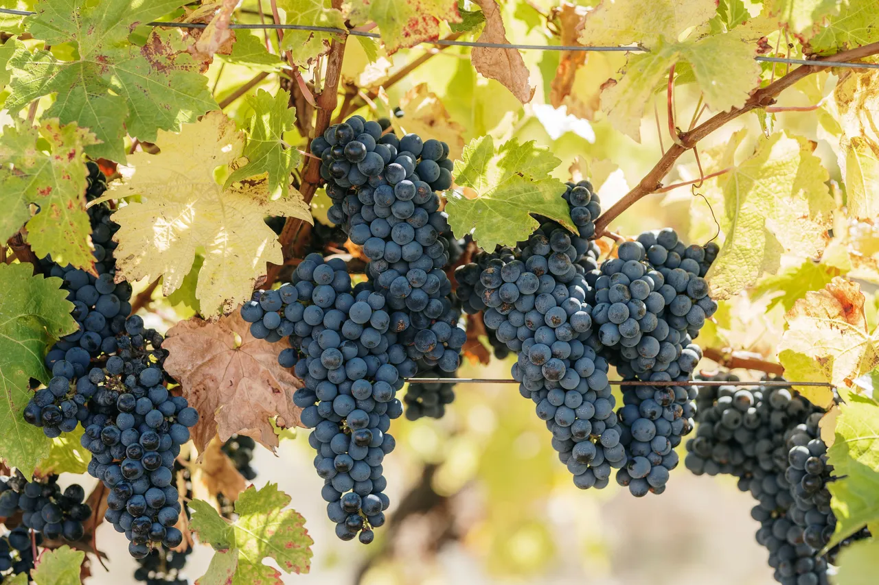 Pinot Noir Grapes at Evenfall Winery