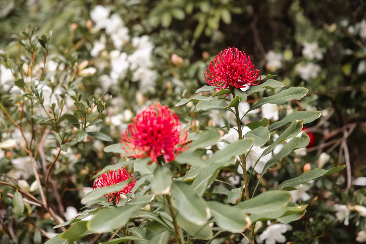 Flowers at the Royal Tasmanian Botanical Gardens