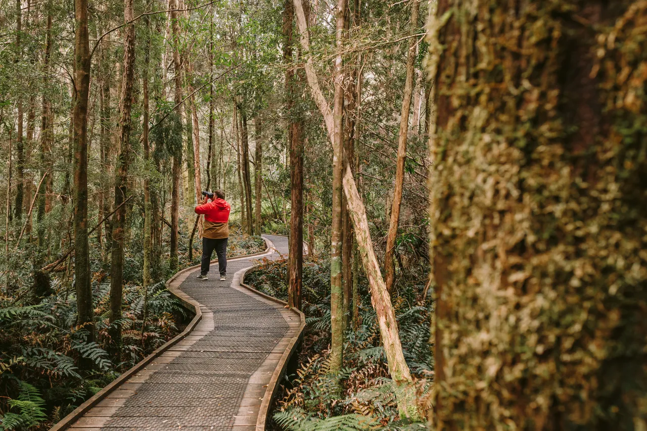Taking Photos on Nelson Falls Track
