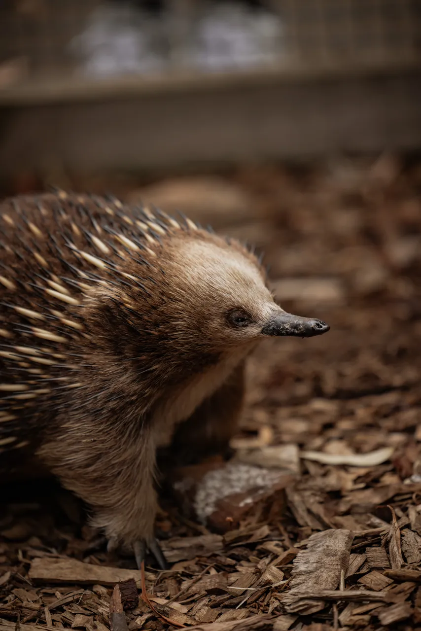 Echidna at Bonorong Wildlife Sanctuary