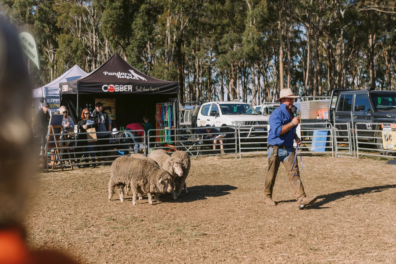 Mustering Sheep at Agfest