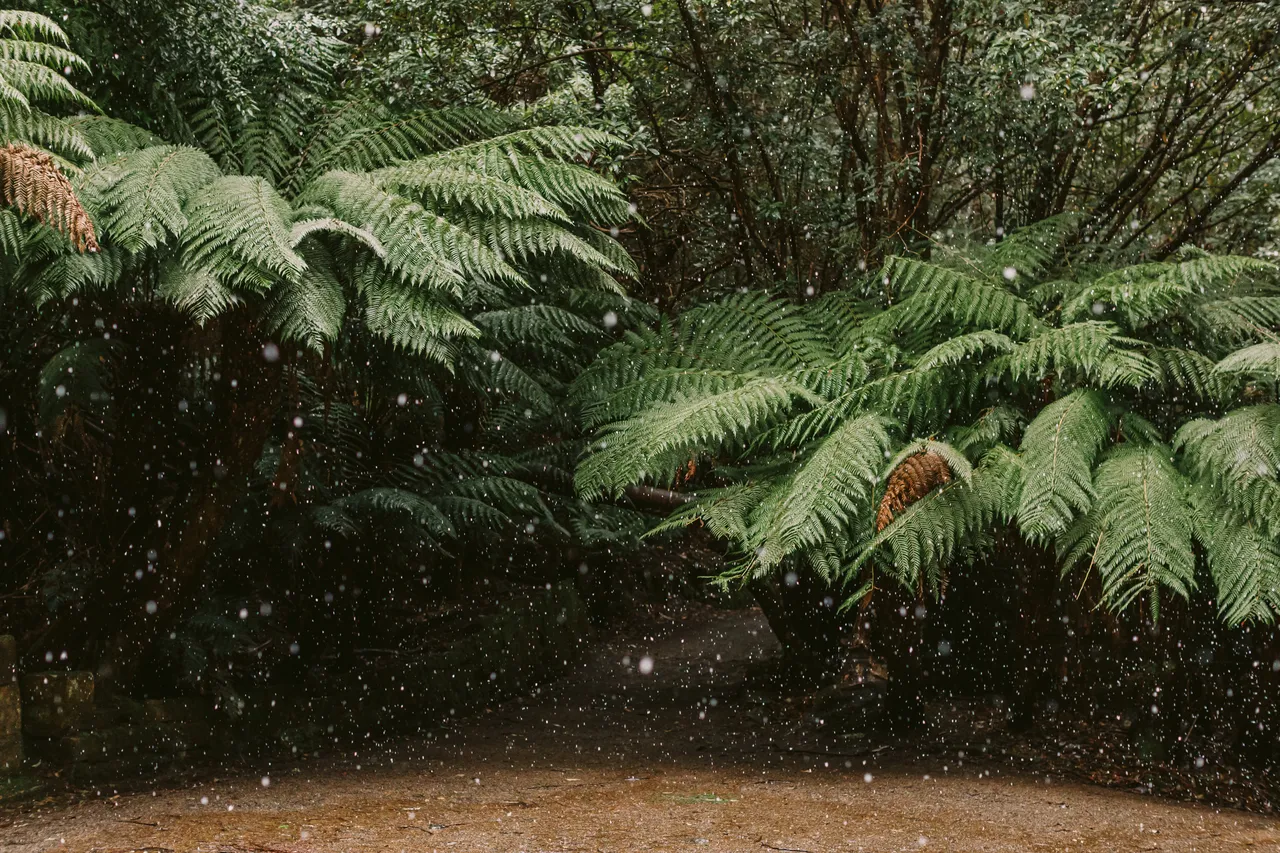 Ferns in the Snow