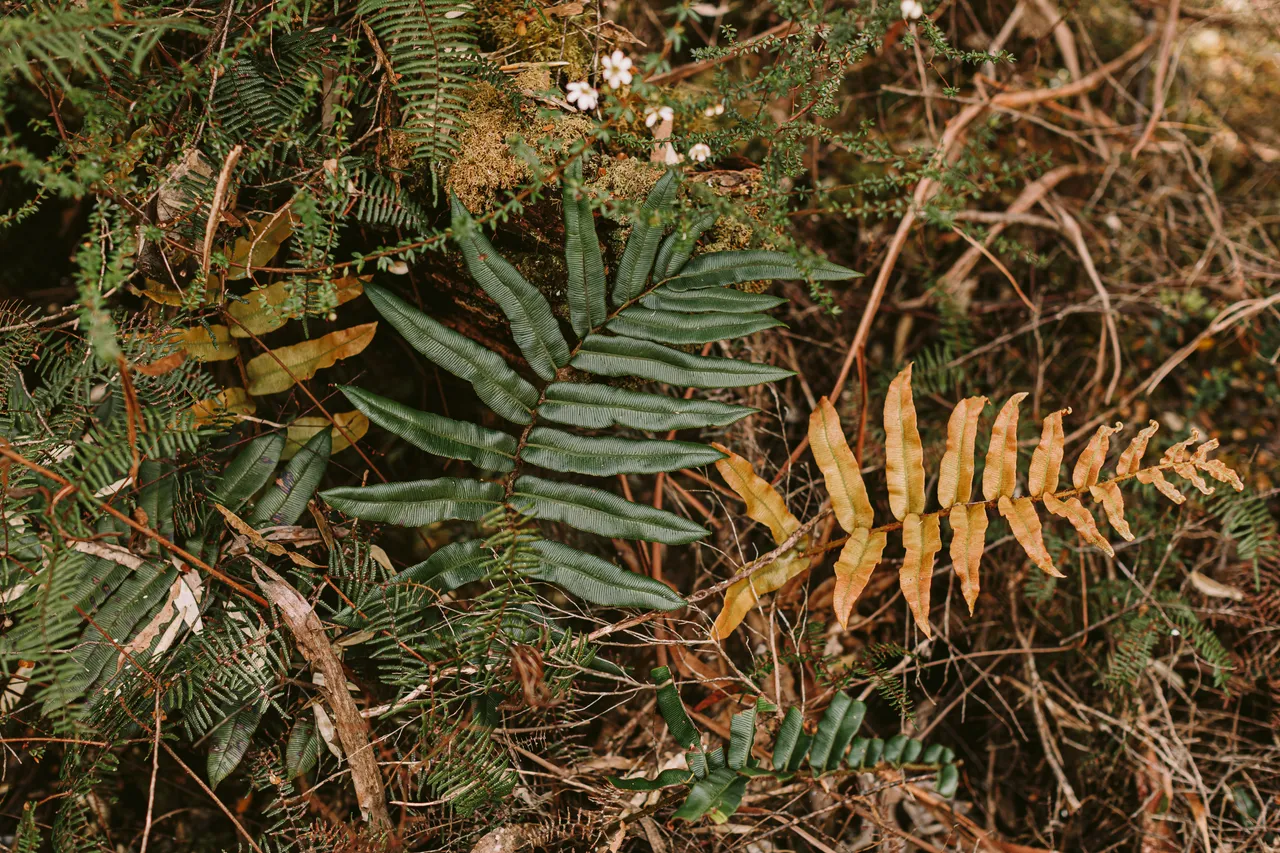 Foliage on Frenchmans Cap Track