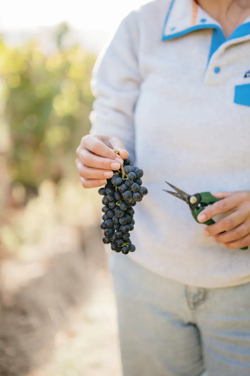 Harvesting Grapes at Utzinger Wines