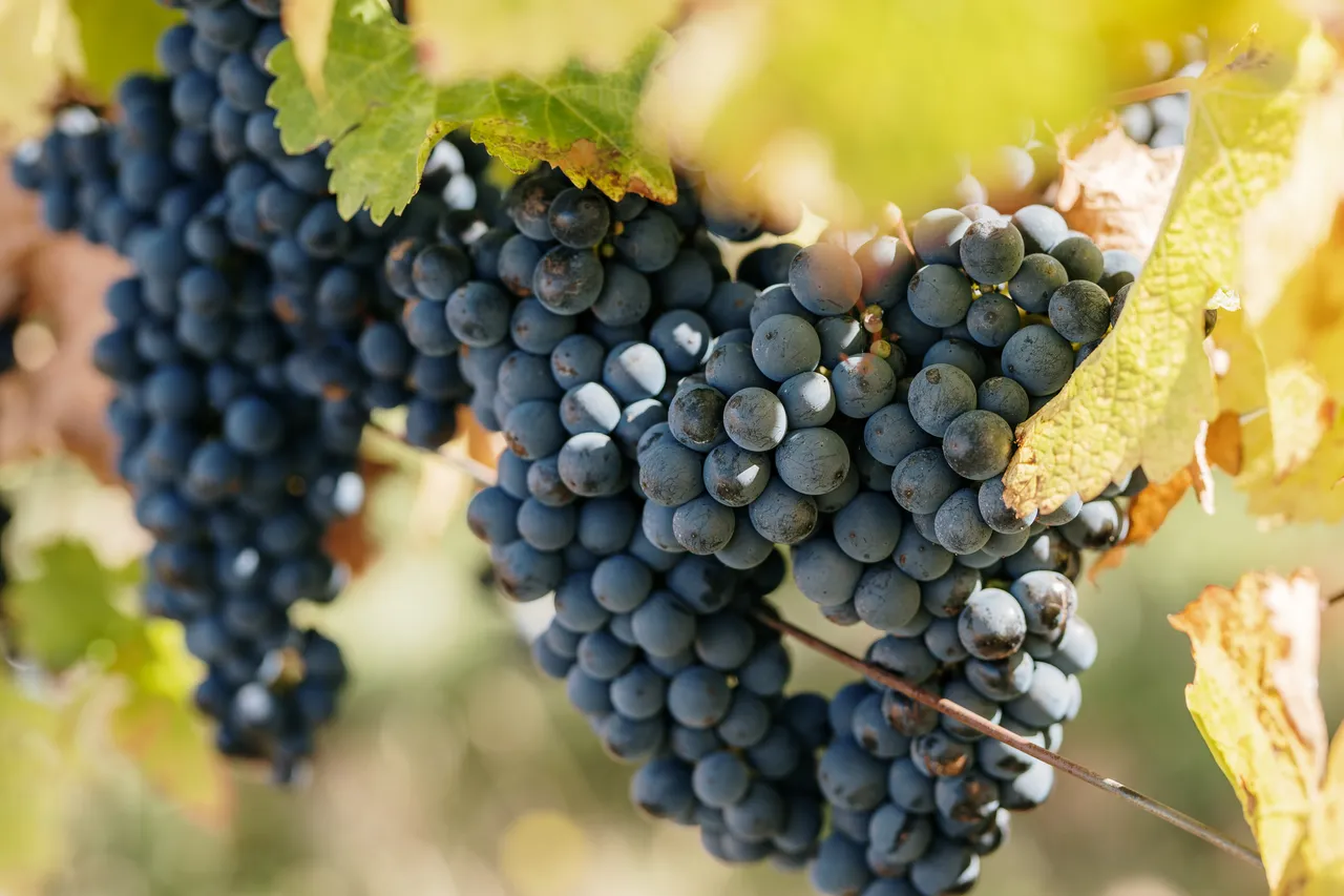 Pinot Noir Grapes at Evenfall Winery