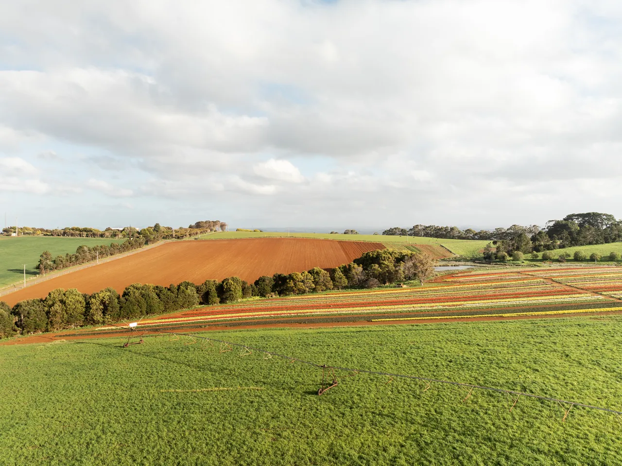 Table Cape Tulip Farm