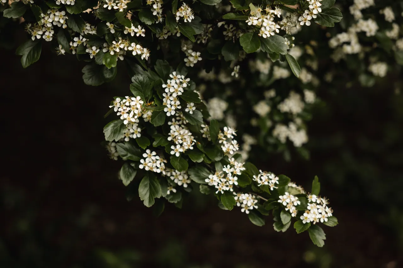 White Flowers in Bloom