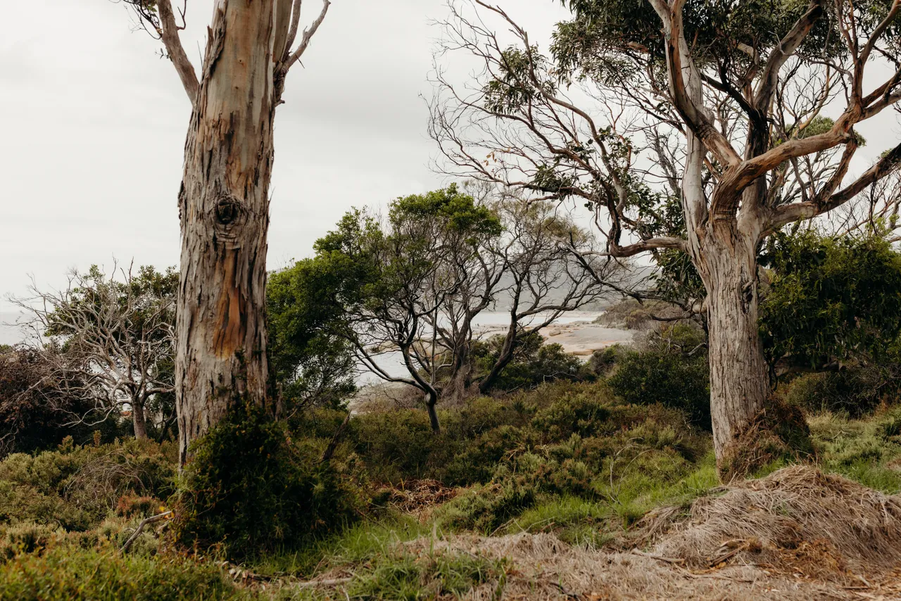 Bicheno Coastline