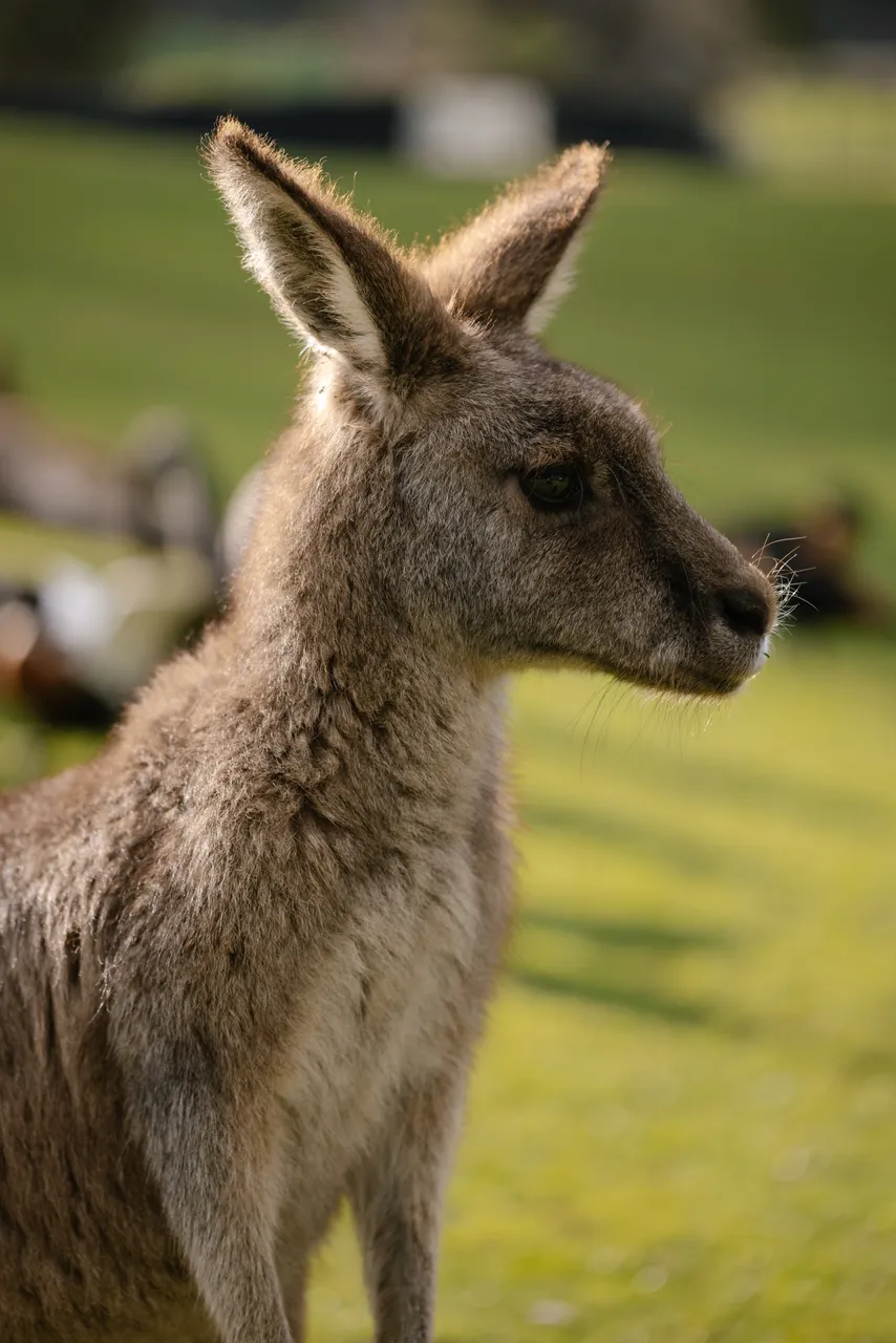 Eastern Grey Kangaroo